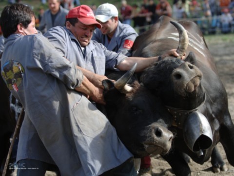 Depuis les année 1990, je suis différents combat de Reines 