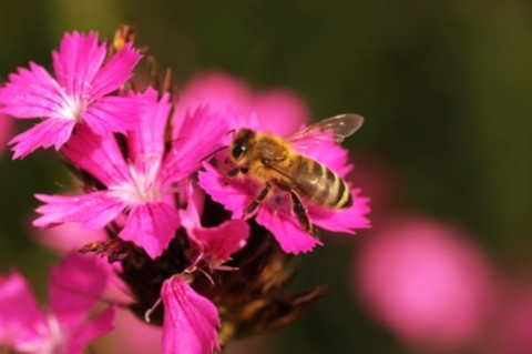 Un intérêt pour cette communauté d'insecte qui nourrit la planète